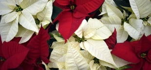 How to Take Care of Poinsettias