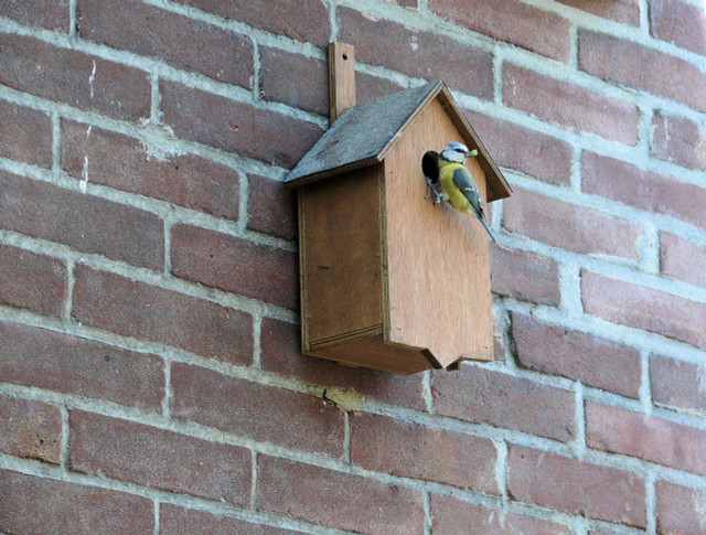 Position the bird box on a wall or tree.