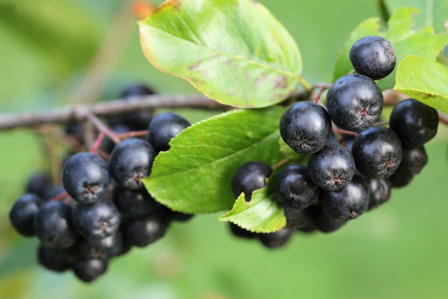 This native fruit of North America is usually too tart to eat raw.