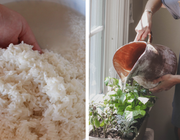 rice water for plants