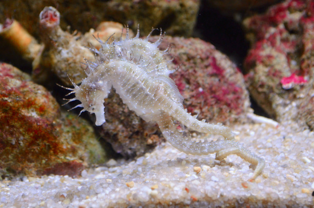 Many species of seahorses mate for life.