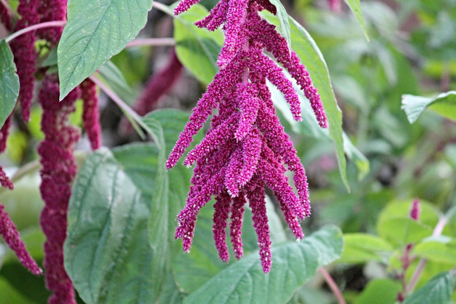 Amaranth could be a potential alternative to shark squalene.