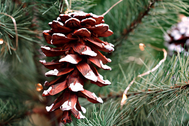 Decorating a Christmas tree with natural elements offers endless possibilities.