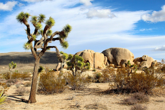 Check out Joshua Tree National Park.