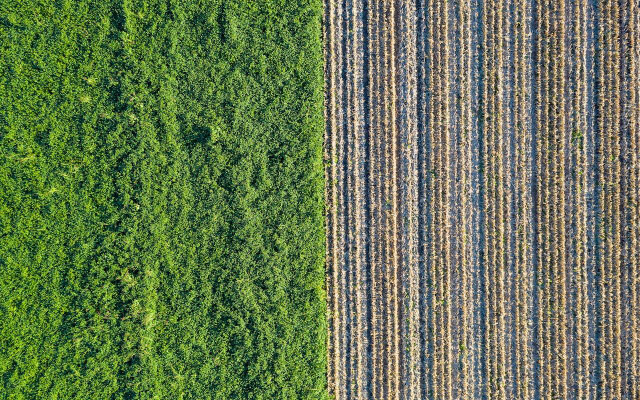 An aerial view of a dedicated biomass crop. 