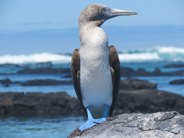 Discover the Galapagos Islands on the National Geographic Expeditions channel.