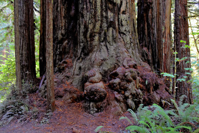 Jedediah Smith Redwood Park is a great spot for hiking and a wonderful place to see redwoods in California. 