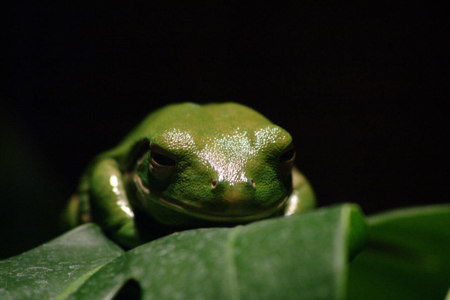 Life on Earth showcases rare and unique creatures such as the rainforest treefrog.