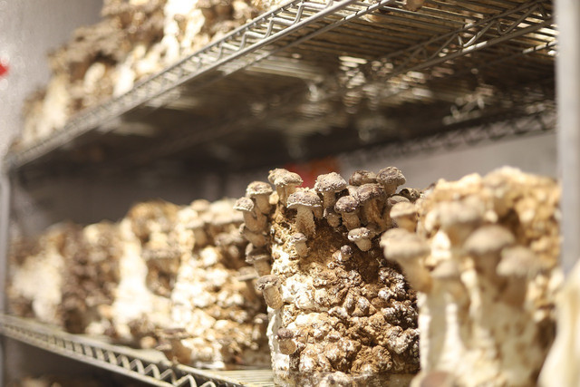 Packaging made from fungi mycelium is already used by major companies and can help society finally stop using harmful materials like styrofoam and plastics. 