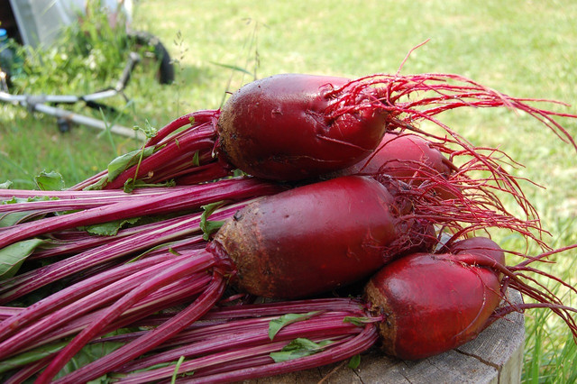 Beetroots are distinct for their vibrant colors.