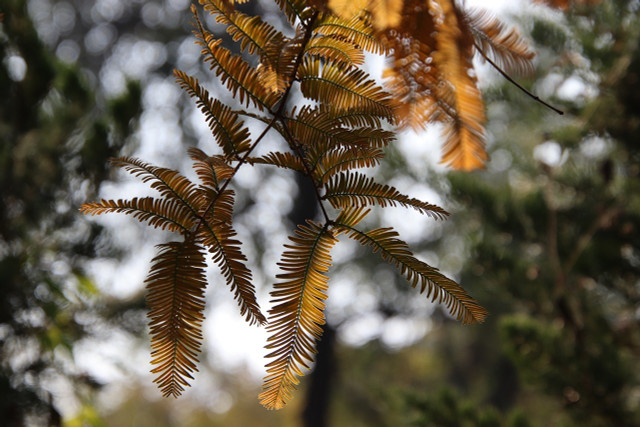 Once thought extinct, the dawn redwood is one of the fastest-growing shade trees.