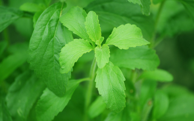 Stevia leaf