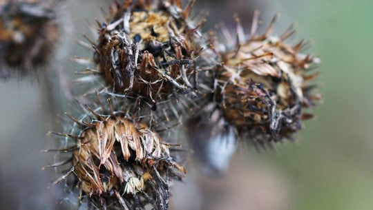 what are burrs