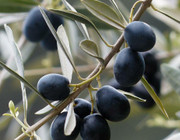 olives benefits