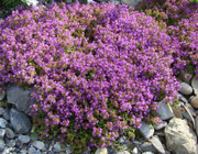 Best Plants for Ground Cover