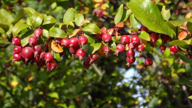 Crabapples can be found all across the USA.