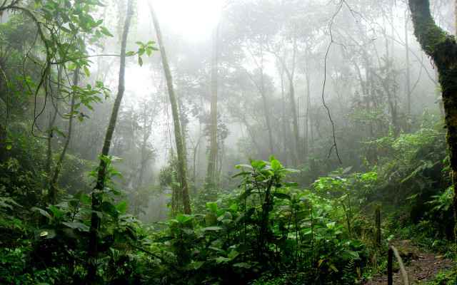 ecosystem of rainforest 