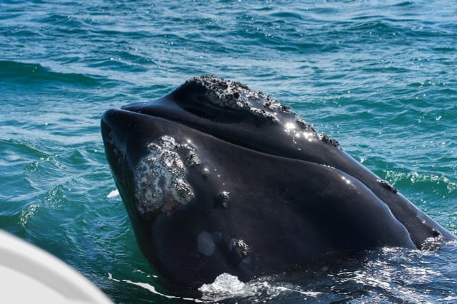The North Atlantic right whale faces threats from human disturbances in and around the ocean.