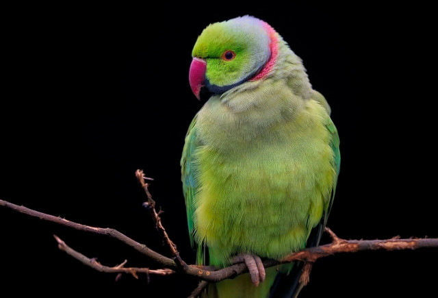 The Carolina parakeet mysteriously died off in the early 1900s.