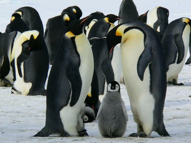 Antartica attracts eco-tourists who want the opportunity to see animals such as penguins in their natural habitat.