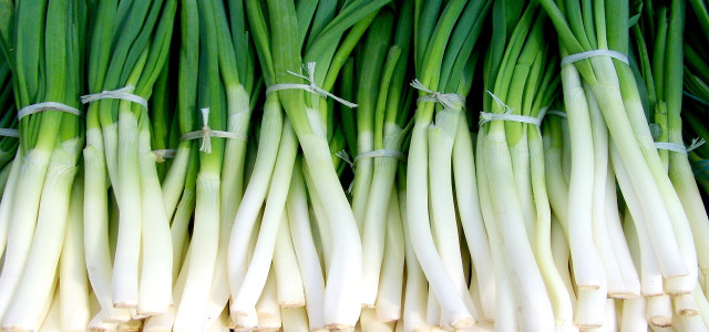 how to keep green onions fresh