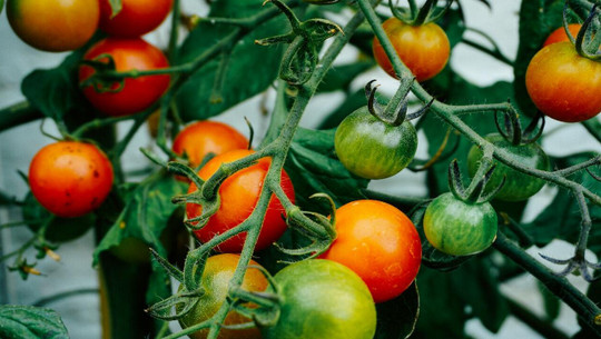best fertilizer for tomatoes