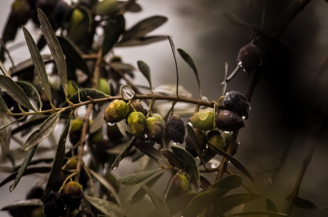 Olives are fruits from the olive tree.