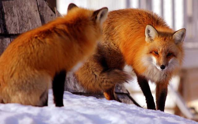 Research suggests that foxes often practice monogamy.