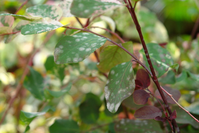 how to get rid of powdery mildew 