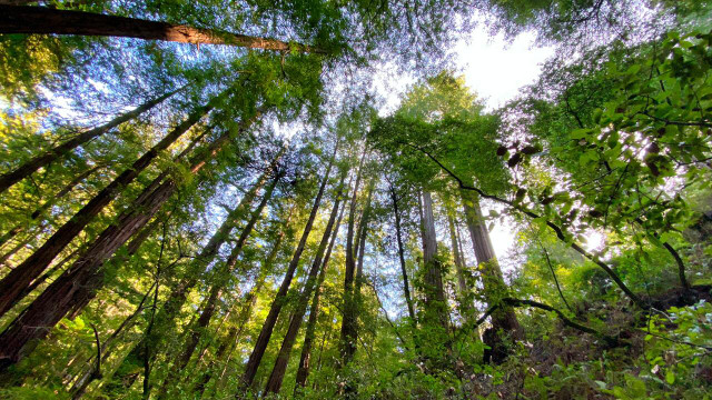 Muir Woods National Park attracts thousands of hikers and other visitors per day.