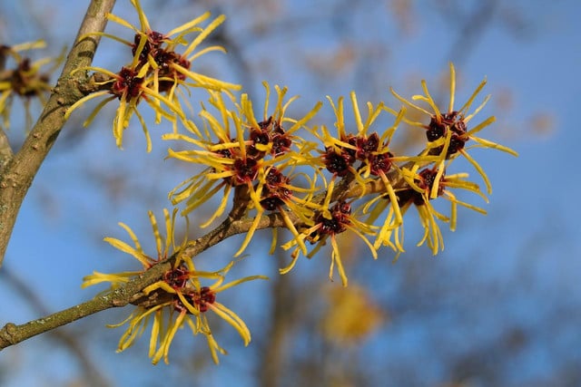 Witch hazel is a plant, and its leaf, bark and twigs are used to make medicine. 