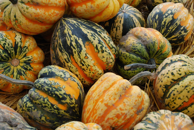 The carnival squash is named for it's festive coloring.