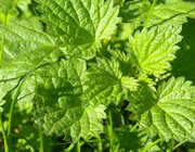 Homemade weed killer organic methods how to kill weeds naturally vinegar