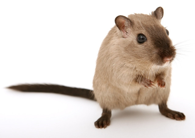 Once you learn how to catch a mouse without a trap, you'll need to re-home it. 