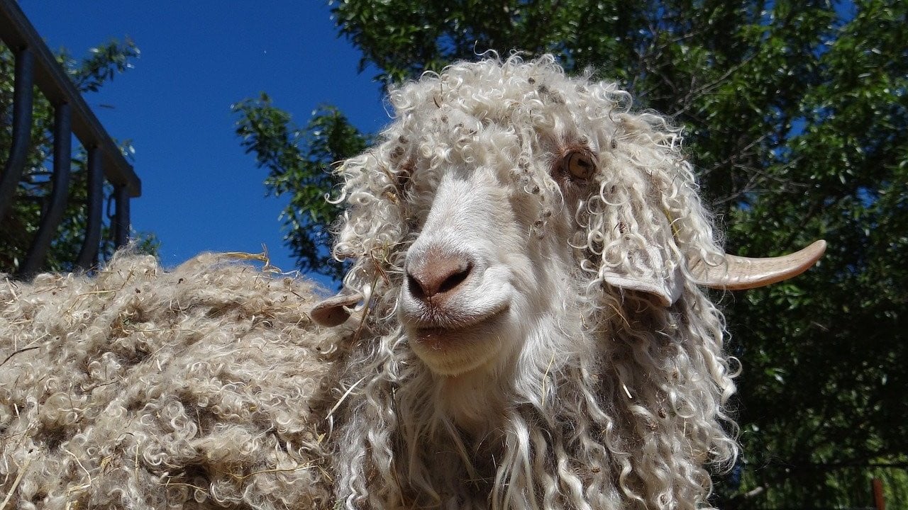 What Is Mohair Made of & Is It Ethical? What You Should Know
