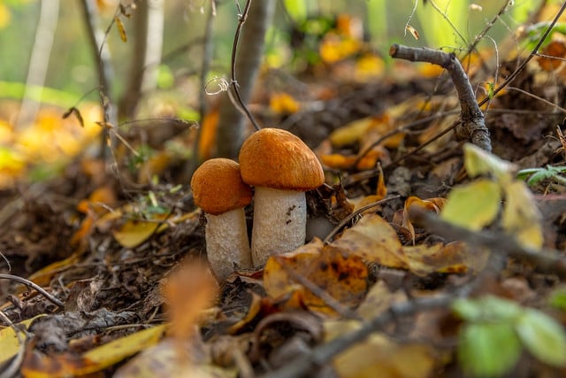 It's important to educate yourself about the exact appearances of edible mushrooms before going out to forage. 