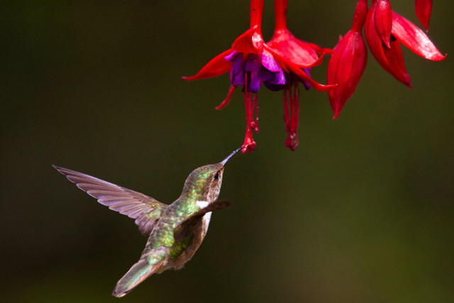 Hummingbirds are attracted to the color red.