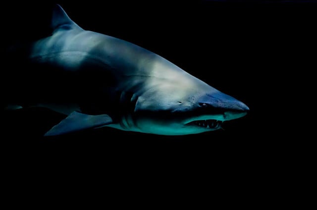Tiger sharks practice intrauterine cannibalism.