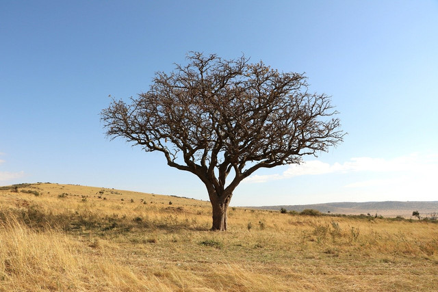 Savannah Tree