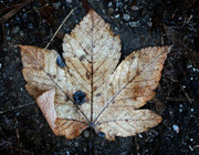 As leaves decompose they add nutrients to your compost pile.