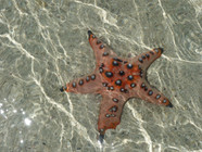 Starfish facts.