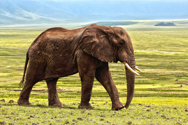A hybrid form of woolly mammoth and elephant could be possible.