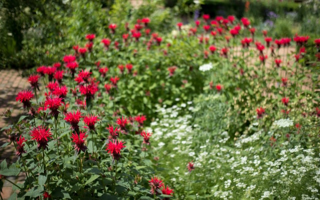 bee balm from seed 