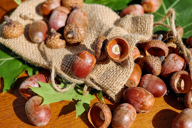 Collect acorns in the fall and winter to make acorn flour.