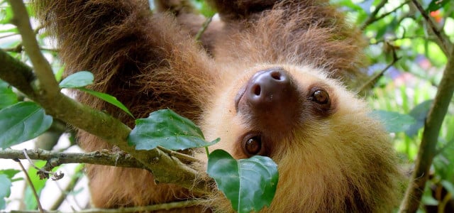 Sloth sanctuaries