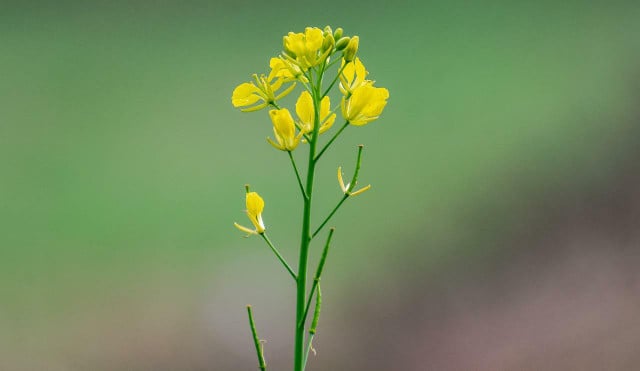 This yellow mustard plant produces seeds that form the basis of all mustards.