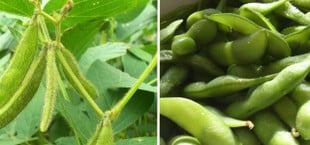 Edamame