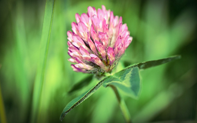 flowers for bees clover