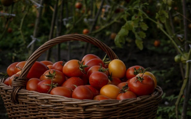 Choosing the best fertilizers for tomatoes will help you yield maximum results. 