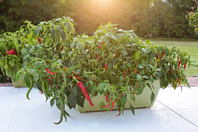 Growing peppers can be a fun way to expand your knowledge of pepper varieties and increase your spice tolerance. 